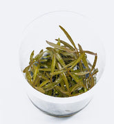 ADA 紫紅針葉柳 Hygrophila sp. 'Araguaia' IC034